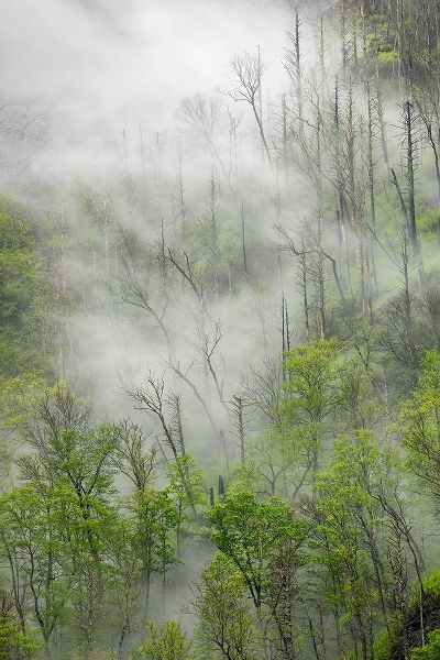 Jones, Adam 아티스트의 Fog drifting through black burned trees on mountain side-Great Smoky Mountains National Park작품입니다.
